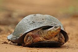 "Pelomedusa subrufa", African helmeted turtle