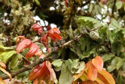 Alfaroa costaricensis Costa Rica.jpg