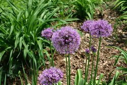 Allium aflatunense 5801.JPG