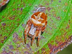 Araneidae - Agalenatea redii-001.JPG