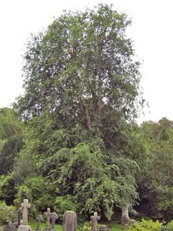 BH00070 Ulmus. Woodvale Cemetery, Brighton. (6).jpg