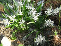 Berne botanic garden Scilla puschkinoides.jpg