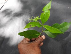 Blachia umbellata-2-mundanthurai-tirunelveli-India.jpg