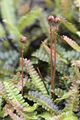 Blechnum.penna-marina.7652.jpg