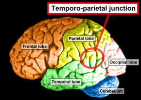 Brain - Lobes - Temporoparietal junction.png