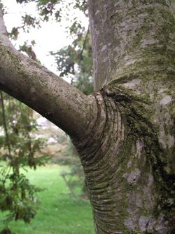 Branch attachment in Fraxinus excelsior L.jpg