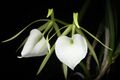 Brassavola nodosa 'White Star' (L.) Lindl., Gen. Sp. Orchid. Pl. 114 (1831) (46247871311).jpg