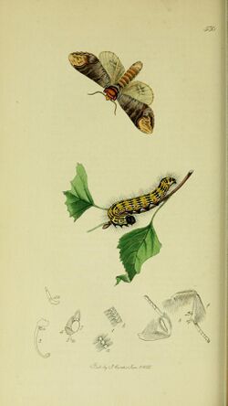 Britishentomologyvolume5Plate530.jpg