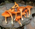 Cantharellus texensis 337934.jpg