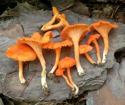 Cantharellus texensis 337934.jpg