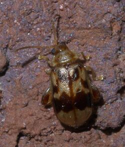 Capraita sexmaculata P1390168a.jpg