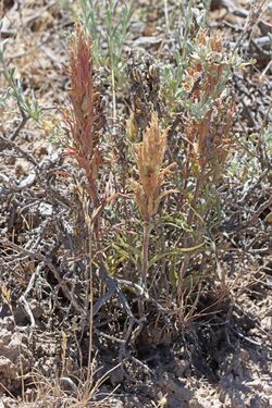 Castilleja pilosa var. pilosa (52688297148).jpg