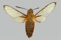 Cephonodes rufescens BMNHE274320 female up.jpg
