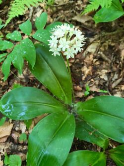 Clintonia umbellulata.jpg