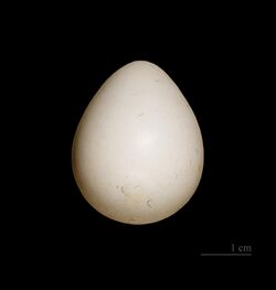 Colin de Virginie MHNT.jpg