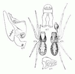 Common Spiders U.S. 474-8 Emblyna sublata.png