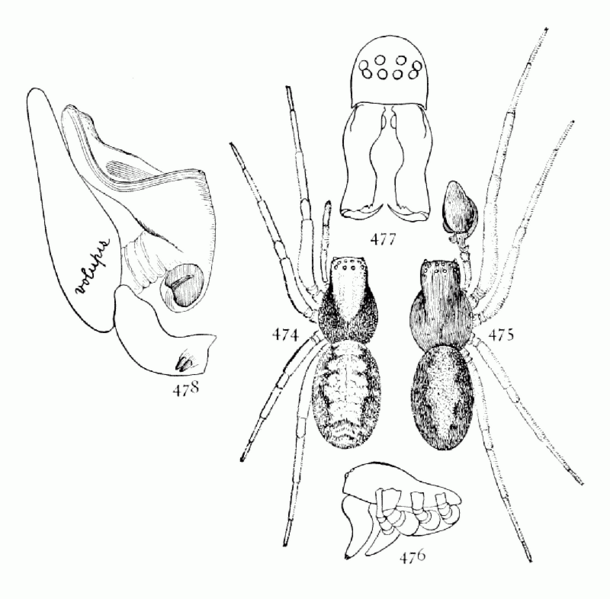 File:Common Spiders U.S. 474-8 Emblyna sublata.png