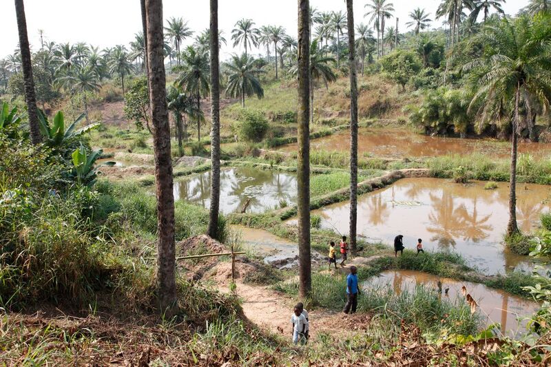 File:Community fish-farming ponds in the rural town of Masi Manimba, DRC (7609946524).jpg