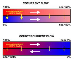 Comparison of con- and counter-current flow exchange.jpg