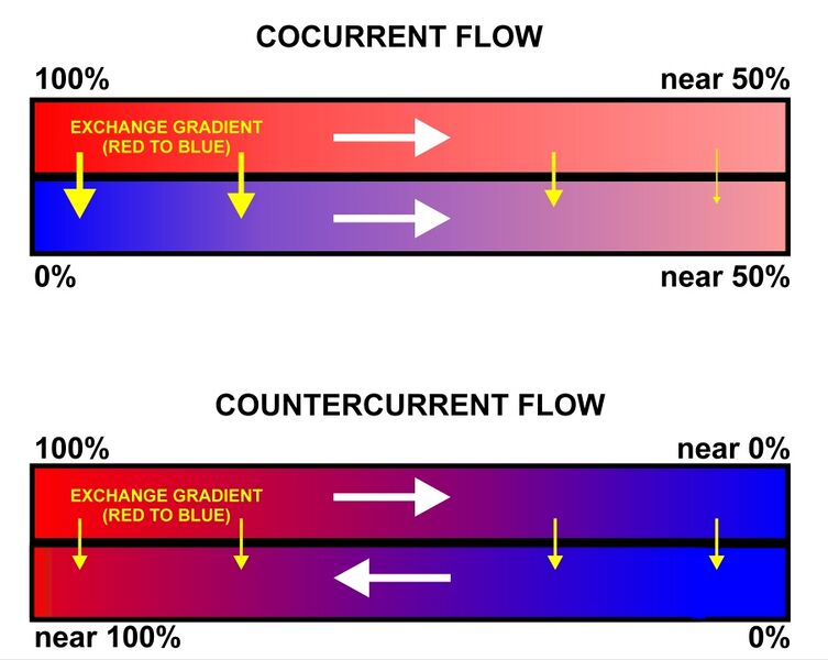 File:Comparison of con- and counter-current flow exchange.jpg