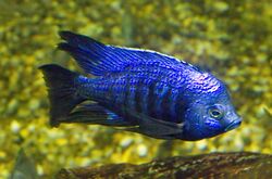 Copadichromis azureus.jpg