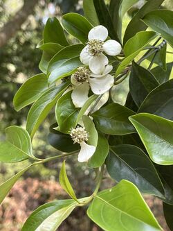 Cornus hongkongensis 122630324.jpg