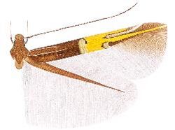 Cosmopterix eukelade.JPG