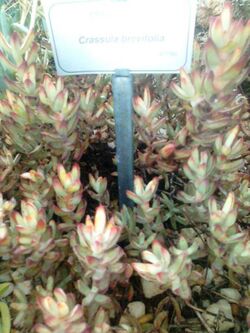 Crassula brevifolia.jpg