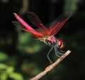 Crimson marsh glider, male @ Thrippunithura 03.jpg