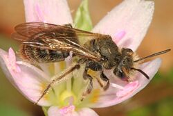 Day 94 - Spring Beauty Bee - Andrena erigeniae, Riverbend Park, Great Falls, Virginia.jpg