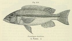 Dimidiochromis dimidiatus.jpg