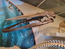 fossil skull of baleen whale Diorocetus hiatus