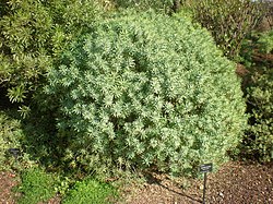 Euphorbia piscatoria 1c.JPG
