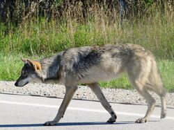 Female Gray Wolf (6045673957).jpg