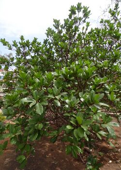 Ficus cyathistipula kz2.JPG