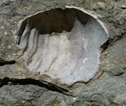 Fort Hays Limestone, Cremnoceramus deformis 20180915.jpg