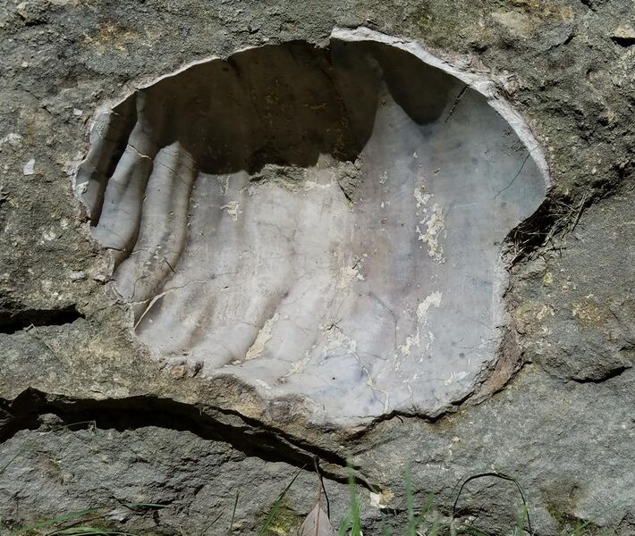 File:Fort Hays Limestone, Cremnoceramus deformis 20180915.jpg