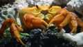 Gecarcinus johngarthia planatus - crabe de clipperton wiki14.JPG