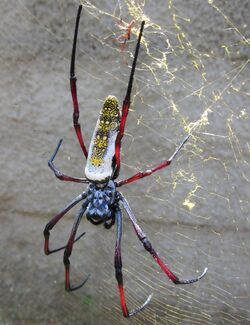 Giant spider (6841558439).jpg
