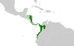 Gymnopithys bicolor map.svg