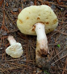 Gyroporus subalbellus 427925.jpg