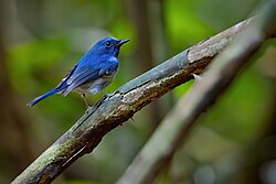 Hainan Blue Flycatcher (male, ssp hainanus) 0A2A5053.jpg