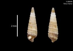 Hedleytriphora basimacula (MNHN-IM-2012-41455) 001.jpeg