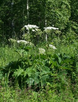 Heracleum dissectum 89186348.jpg