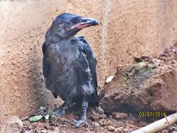 House-crow fledgling, 2014.jpg