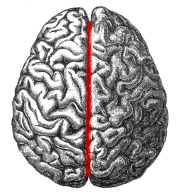 Human brain longitudinal fissure.png