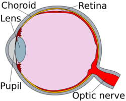 Cross-section diagram of an eye, showing the pupil (left), the choroid lens (in yellow, around the eye's perimeter), the retina (in red, below the choroid lens and around most of the eye's right-hand perimeter) and the optic nerve (bottom right, leading off from the retina in red).