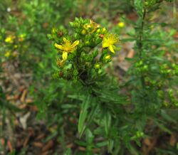 Hypericum sphaerocarpum.jpg