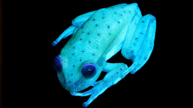 File:Hypsiboas punctatus fluorescente.jpg