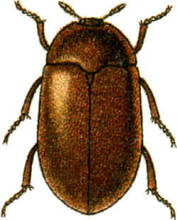 Jacobson attagenus byturoides.png